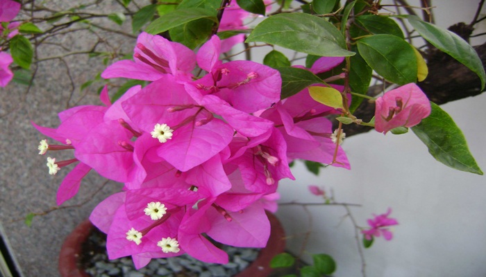 nah vuon dep1 - 4 loài hoa trồng nhà vườn đẹp